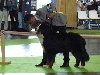 - world dog show 2011