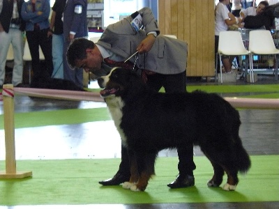 du domaine des Terres de Sel - world dog show 2011